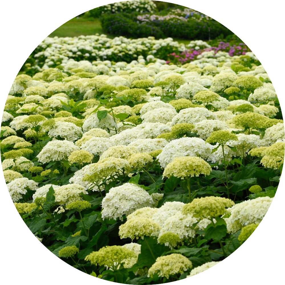 hortensien-richtig-pflegen-gie-en-d-ngen-starkl